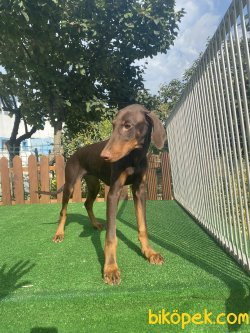 A Kalite Dobermann Chocolate And Tan 3