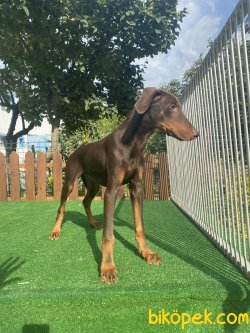 A Kalite Dobermann Chocolate And Tan 4