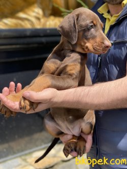 A Kalite Dobermann Yavrularımız Chocolate 2