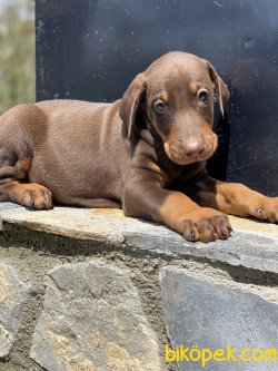 A Kalite Dobermann Yavrularımız Chocolate 4