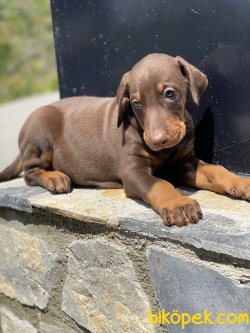 A Kalite Dobermann Yavrularımız Chocolate 3