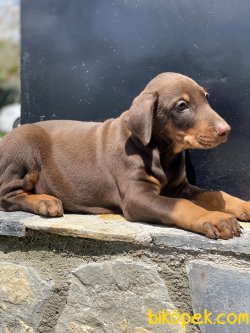 A Kalite Dobermann Yavrularımız Chocolate 1