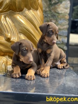 A Kalite Dobermann Yavrularımız Chocolate And Tan 3