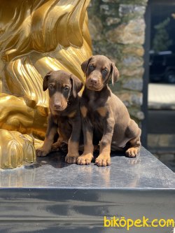 A Kalite Dobermann Yavrularımız Chocolate And Tan 1