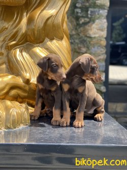 A Kalite Dobermann Yavrularımız Chocolate And Tan 4