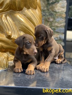 A Kalite Dobermann Yavrularımız Chocolate And Tan 5