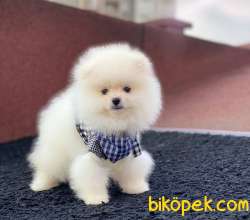 A Kalite Erkek Pomeranian BOO Yavrum Sizlerle 3