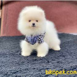 A Kalite Erkek Pomeranian BOO Yavrum Sizlerle 1