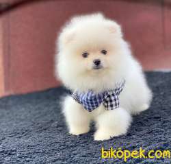 A Kalite Erkek Pomeranian BOO Yavrum Sizlerle 2