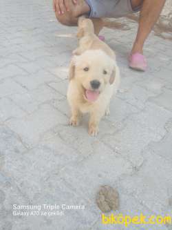 A Kalite Ev Bakımı Safkan Golden Retriever 5