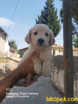 A Kalite Ev Bakımı Safkan Golden Retriever 4