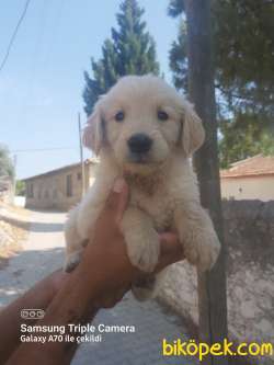 A Kalite Ev Bakımı Safkan Golden Retriever 1