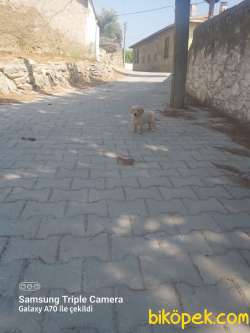 A Kalite Ev Bakımı Safkan Golden Retriever 3