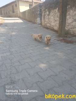 A Kalite Ev Bakımı Safkan Golden Retriever 2