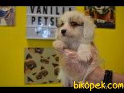 A KALİTE EV DOĞUMLU MALTİPOO 2