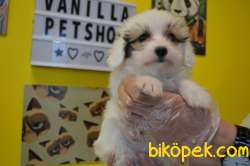 A KALİTE EV DOĞUMLU MALTİPOO 4
