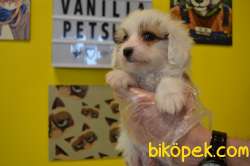 A KALİTE EV DOĞUMLU MALTİPOO 5
