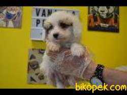 A KALİTE EV DOĞUMLU MALTİPOO 3