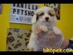 A KALİTE EV DOĞUMLU MALTİPOO 1