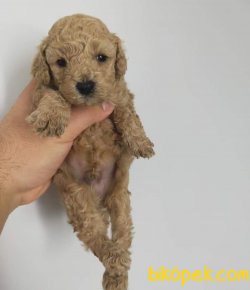 A Kalite Ev Doğumu Poodle Yavrular 1