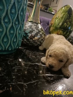 A Kalite Ev Doğumu Poodle Yavrular 3