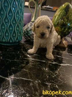 A Kalite Ev Doğumu Poodle Yavrular 5