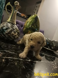 A Kalite Ev Doğumu Poodle Yavrular 4