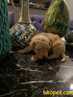 A Kalite Ev Doğumu Poodle Yavrular 2