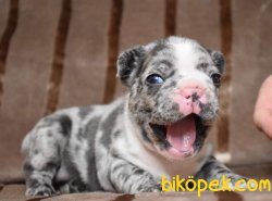 A Kalıte Fransız Bulldog Yavruları Blue Marle 3