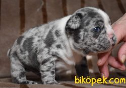 A Kalıte Fransız Bulldog Yavruları Blue Marle 1