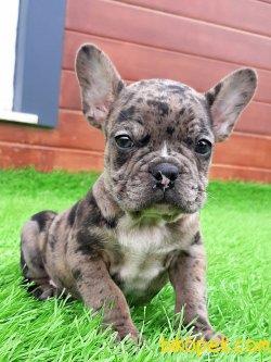 A Kalite Frenc Buldog  YAVRULARI 5