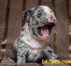 A Kalıte Frenc Buldog  YAVRULARI 2