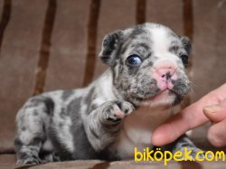 A Kalıte Frenc Buldog  YAVRULARI 3