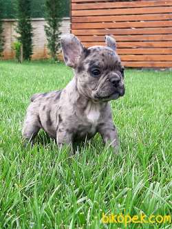 A KALİTE Frenc Buldog  YAVRULARI 1