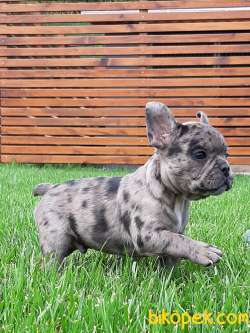 A KALİTE Frenc Buldog  YAVRULARI 3