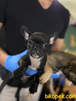 A Kalite French Bulldog Bebekler 1