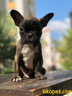 A Kalite French Bulldog Bebekler 2