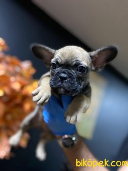 A Kalite French Bulldog Bebekler 3