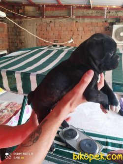 A Kalite French Bulldog Bebekler 3