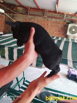 A Kalite French Bulldog Bebekler 1