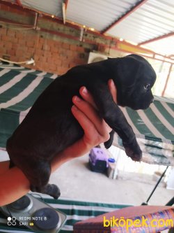 A Kalite French Bulldog Bebekler 2