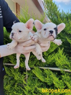 A Kalite French Bulldog Bebekler 1