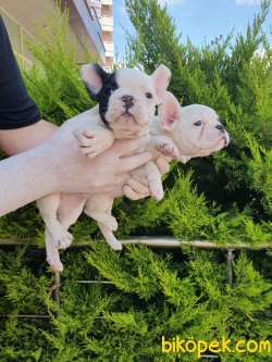 A Kalite French Bulldog Bebekler 3