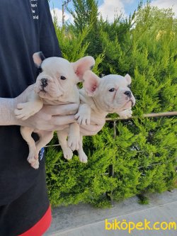 A Kalite French Bulldog Bebekler 2