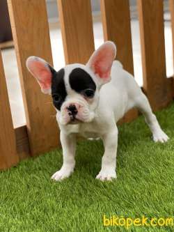 A KALİTE FRENCH BULLDOG KIZLARIMIZ 1