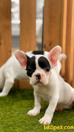 A KALİTE FRENCH BULLDOG KIZLARIMIZ 2