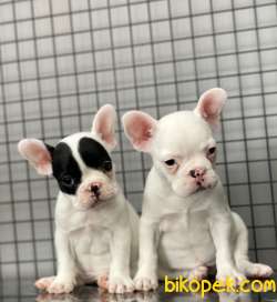 A KALİTE FRENCH BULLDOG KIZLARIMIZ 3