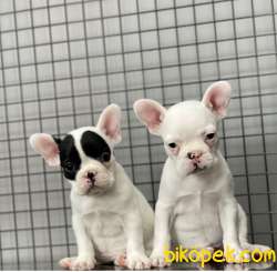 A KALİTE FRENCH BULLDOG KIZLARIMIZ 4