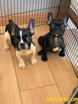 A KALİTE FRENCH BULLDOG YAVRULAR 2
