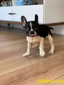 A KALİTE FRENCH BULLDOG YAVRULAR 3